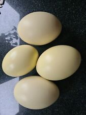 Greater rhea blown for sale  MELTON MOWBRAY
