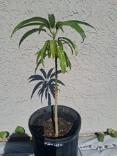 Grafted mango alphonso for sale  Palm Bay