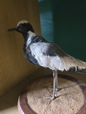 Blacksmith lapwing bird for sale  MERTHYR TYDFIL