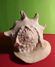 Schnecke muschel cassis gebraucht kaufen  Nittel