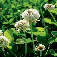 Perennial white dutch for sale  Warwick