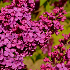 Ludwig spaeth syringa for sale  NEWTOWNARDS