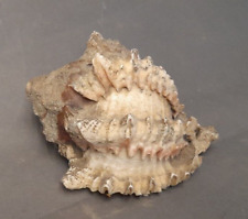 Coquillage collection rare d'occasion  Vienne