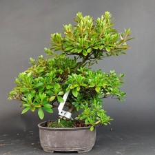 Bonsai jap satsuki gebraucht kaufen  Völklingen
