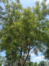 Neem tree azadirachta for sale  Haines City