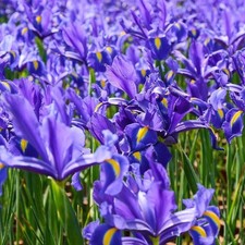 Dutch iris per for sale  Samson