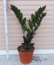 Zamioculcas raven schwarze gebraucht kaufen  Rudolstadt