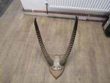 Antique african springbok for sale  BEVERLEY