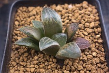 Succulent haworthia palace for sale  Albrightsville