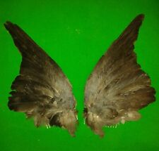 Crow wing fascinator for sale  UK