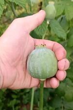 Używany, Mak do spania Papaver Somniferum 'Birma Giant' na sprzedaż  Wysyłka do Poland