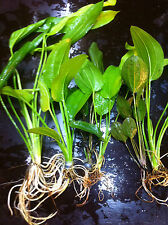 Echinodorus mix cm d'occasion  Krautergersheim