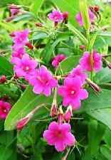 Jasminum beesanium flowering for sale  KING'S LYNN