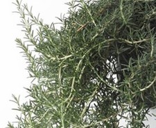 Rosemary blue lagoon for sale  WORKSOP