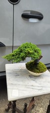 New zealand bonsai for sale  LIVERPOOL