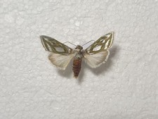Cucullia argentea top gebraucht kaufen  Guben