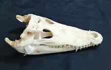 Cranio crocodylus siamensis usato  San Cesareo