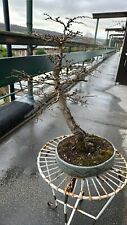 Bonsai trees sale for sale  SHEFFIELD