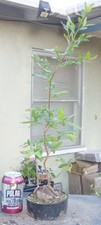 Ochna serrulata mickey for sale  Rosemead