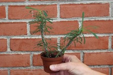 Euphorbia rossii for sale  Nazareth
