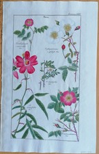 Dietrich flora universalis d'occasion  Expédié en Belgium