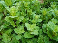 100 semi menta usato  Cuneo