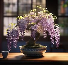 Purple weeping wisteria for sale  Russell