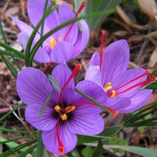 Offerta bulbi crocus usato  Torre Canavese