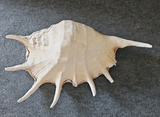 Large genuine giant for sale  Jamestown