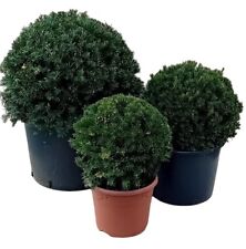 Taxus baccata ball for sale  BECCLES