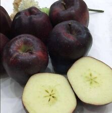 Black diamond apple usato Black diamond apple usato  Cirie