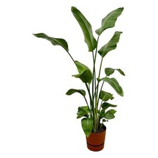 Baum strelitzie strelitzia gebraucht kaufen  Düsseldorf