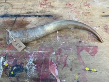 cow horn for sale  KEIGHLEY