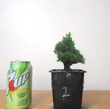 Dwarf hinoki cypress for sale  Garden Grove