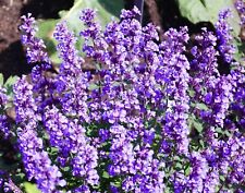 Catmint catnip 350x for sale  DEWSBURY