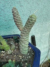 pine cone cactus for sale  Santee