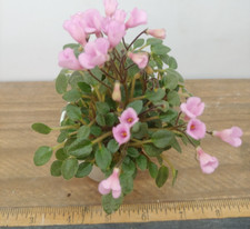African violet plant for sale  Lexington