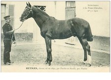 Hippisme. 37641.hetman.alezan. d'occasion  France