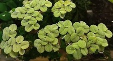 10x büschelfarn schwimmpflanz gebraucht kaufen  Gummersbach