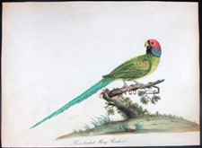 1794 hayes ritratti usato  Urbino