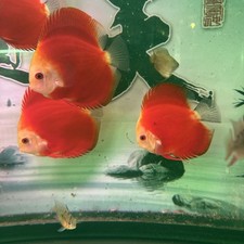 Red melon discus for sale  Brooklyn