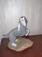 bearded collie for sale  SHREWSBURY