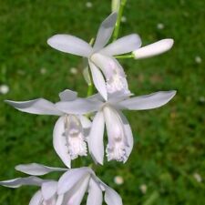Bletilla alba bellissima usato  Vo