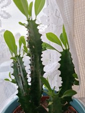 Euphorbia trigona cathedral for sale  CHATHAM