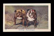 Bulldog english british for sale  UK