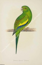 Print parrots captivity for sale  SHREWSBURY