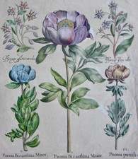 1613 Enormes e belas gravuras de peônias do famoso livro de Basílio Besler, usado comprar usado  Enviando para Brazil