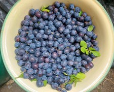 1kg new season for sale  OAKHAM