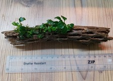 Anubiasb nana petite for sale  CREDITON