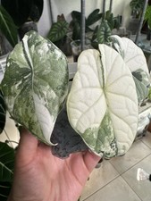Rare plant alocasia usato  Ornago